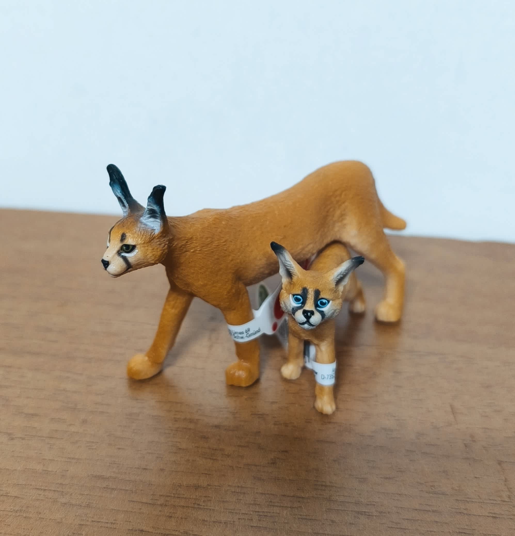 Pack Caracal