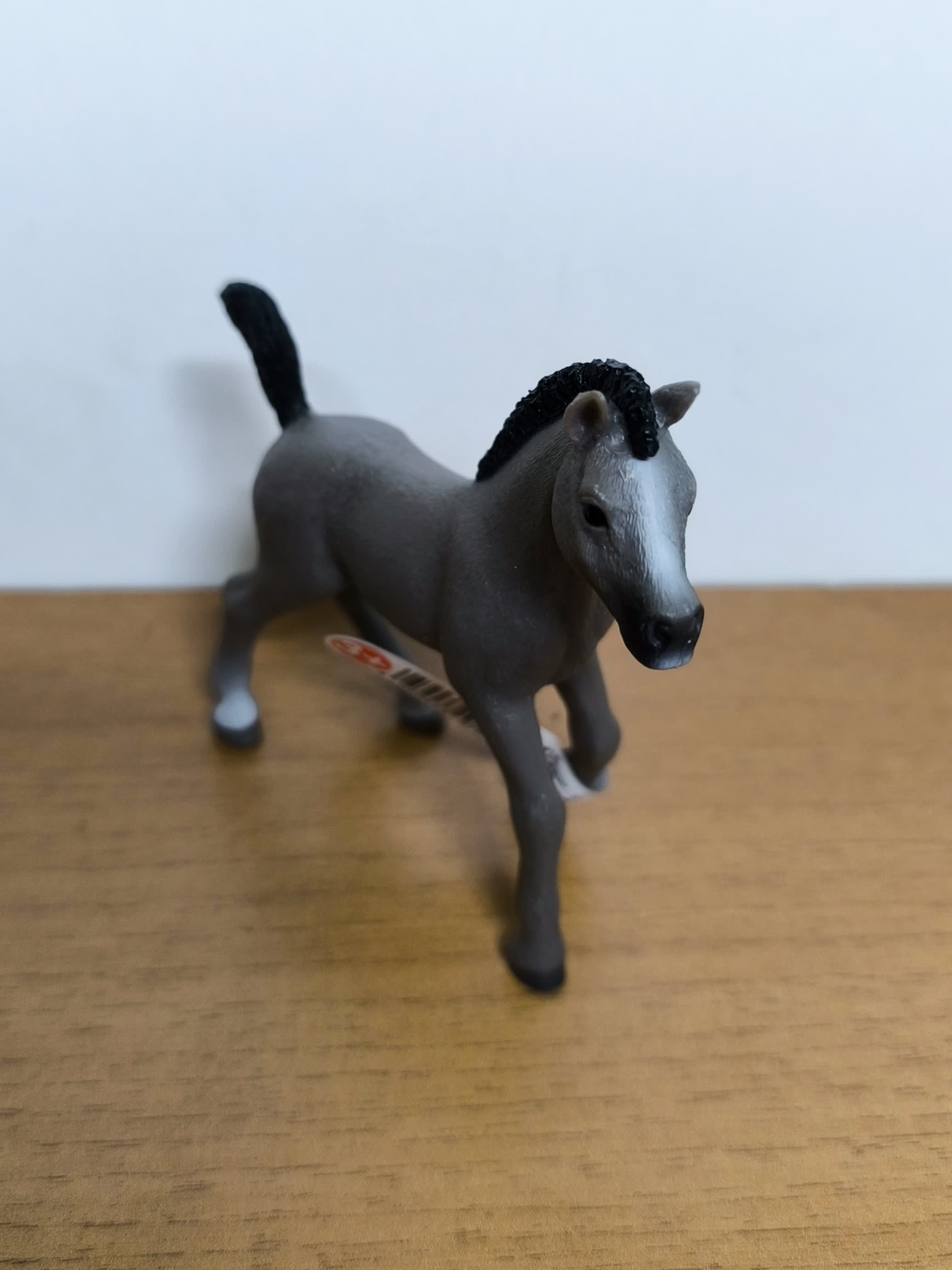 Potro Cheval de Selle Français