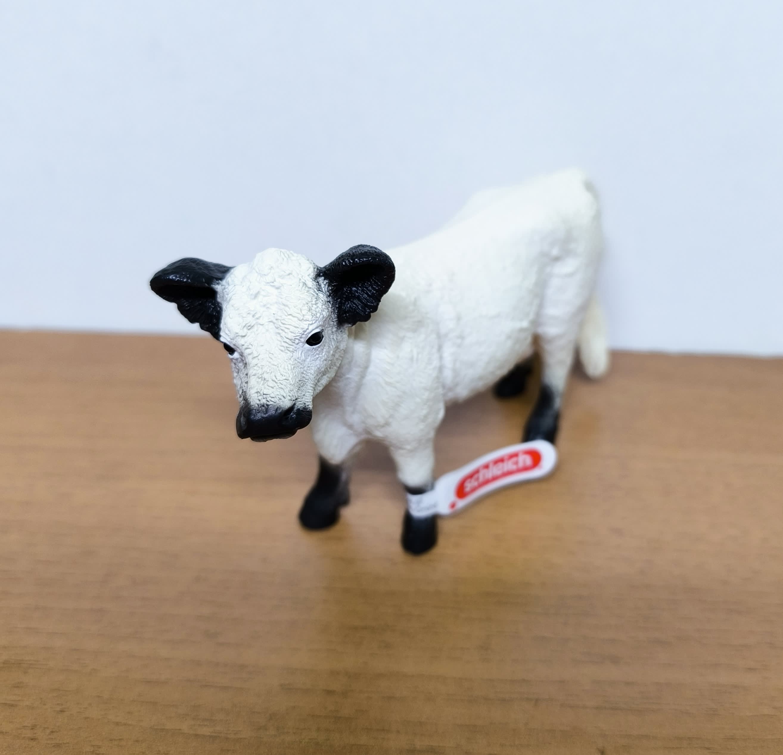 Vaca Galloway