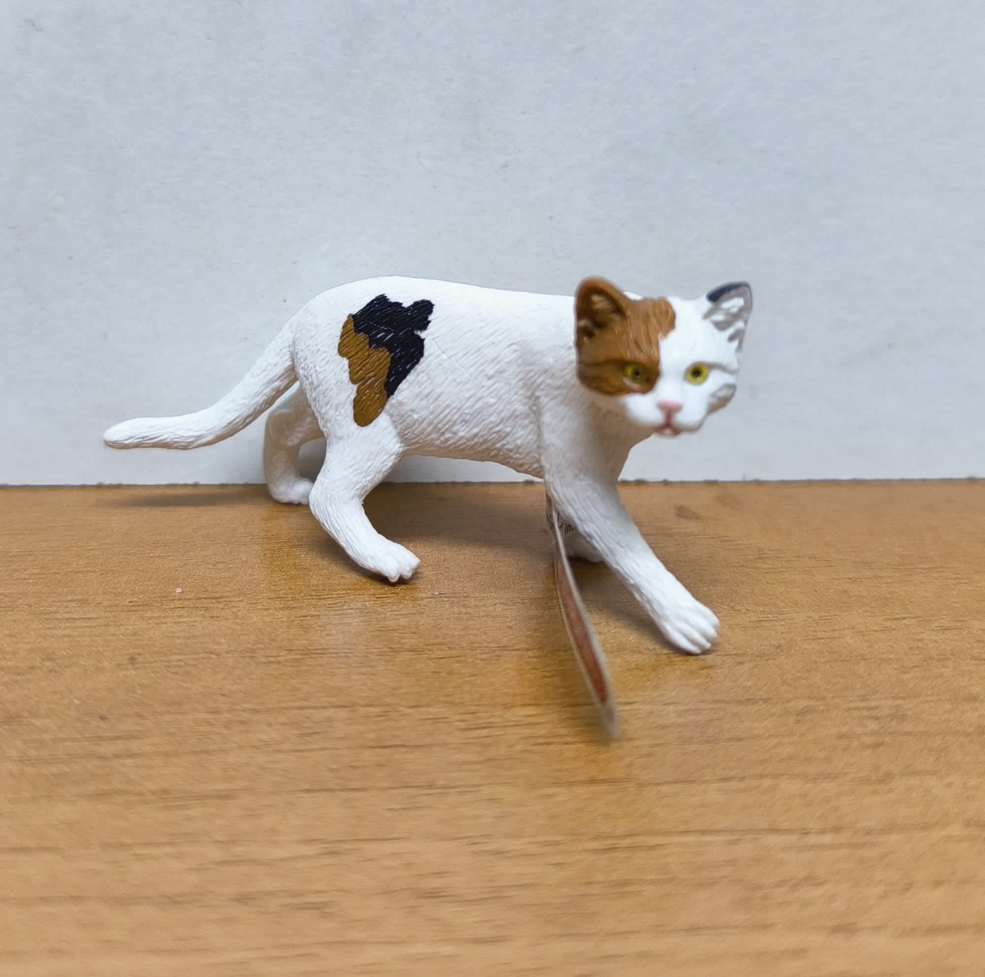 Gato de Pelo Corto Americano