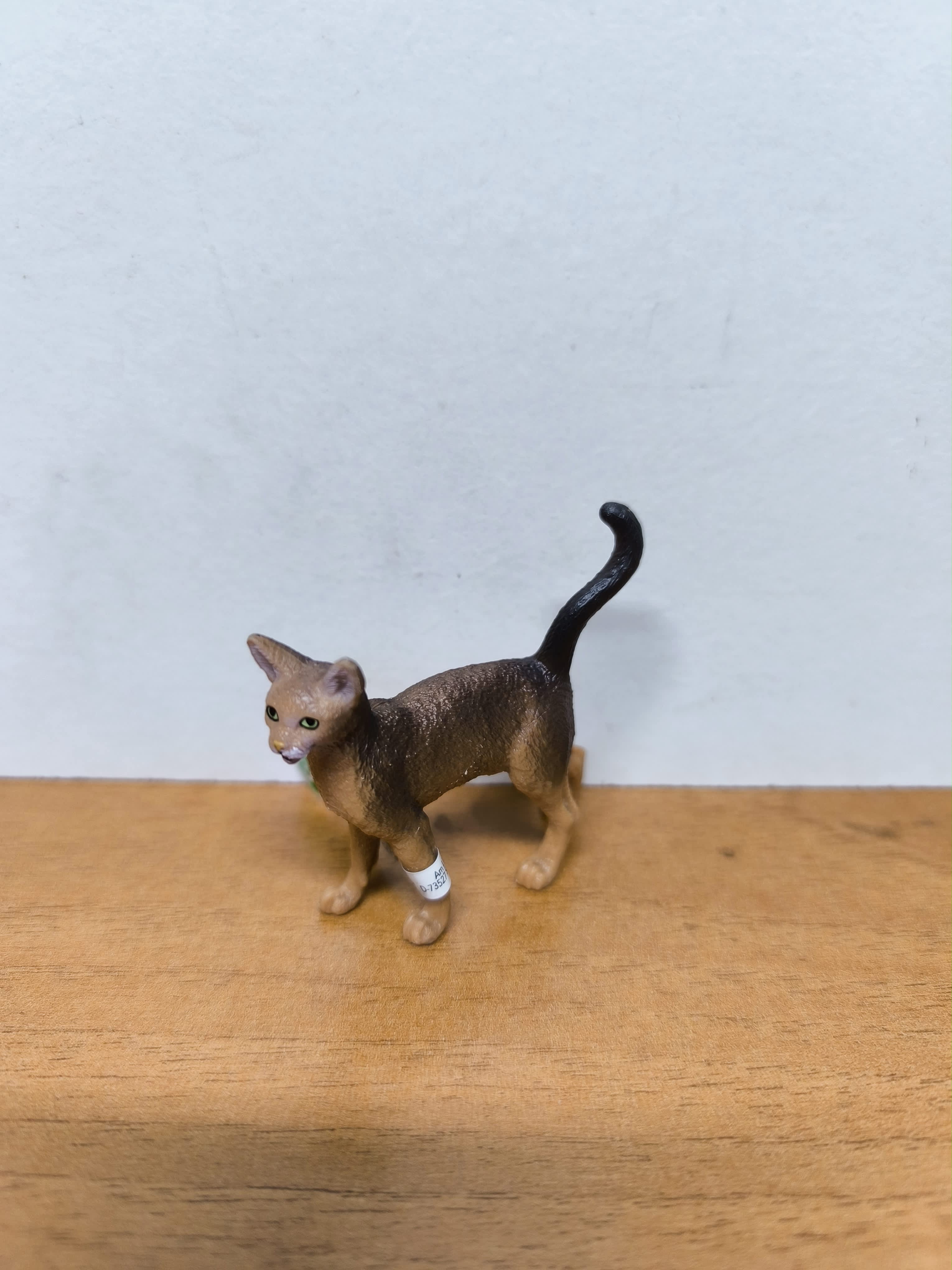 Gato Abisinio
