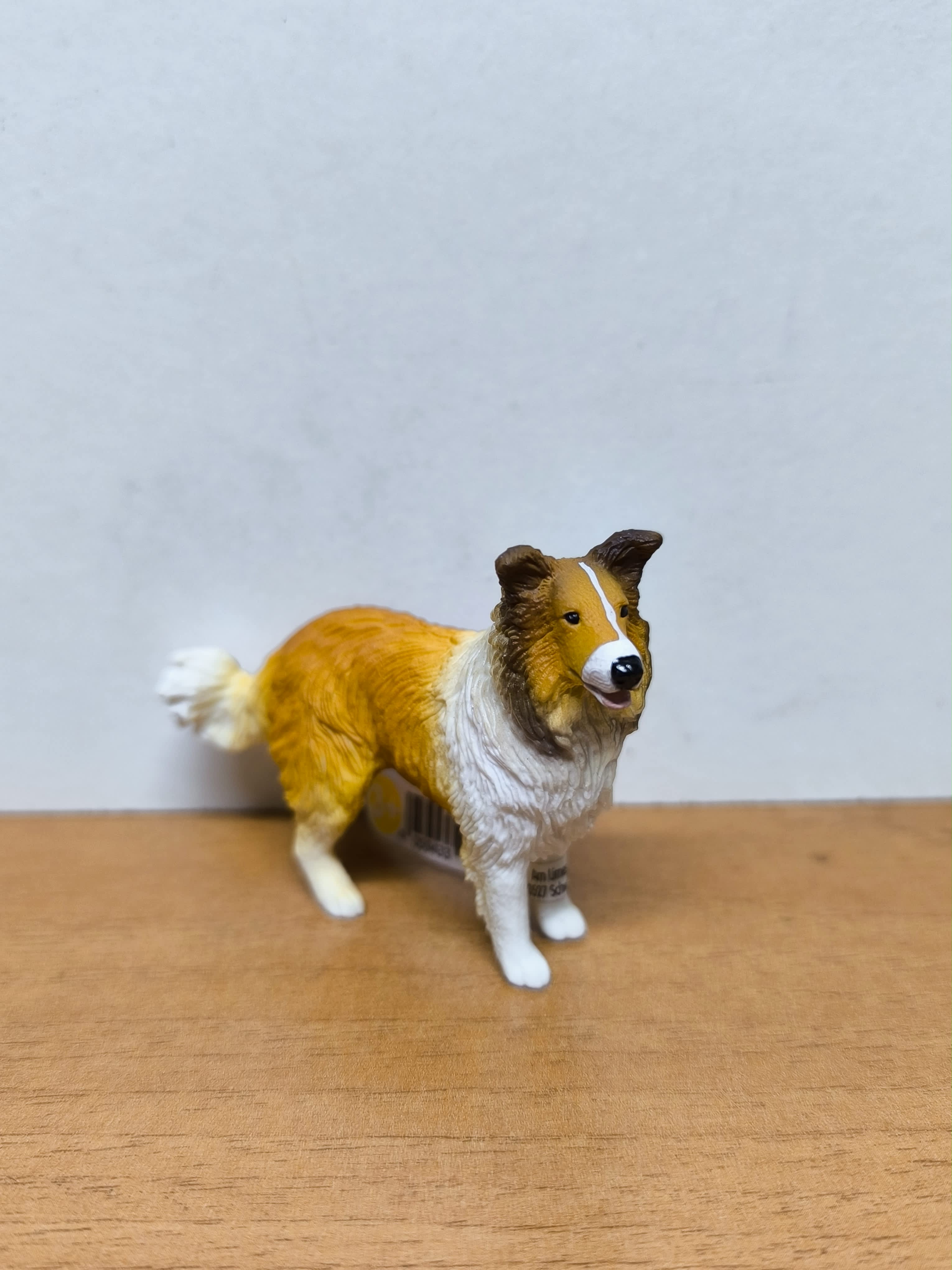 Collie