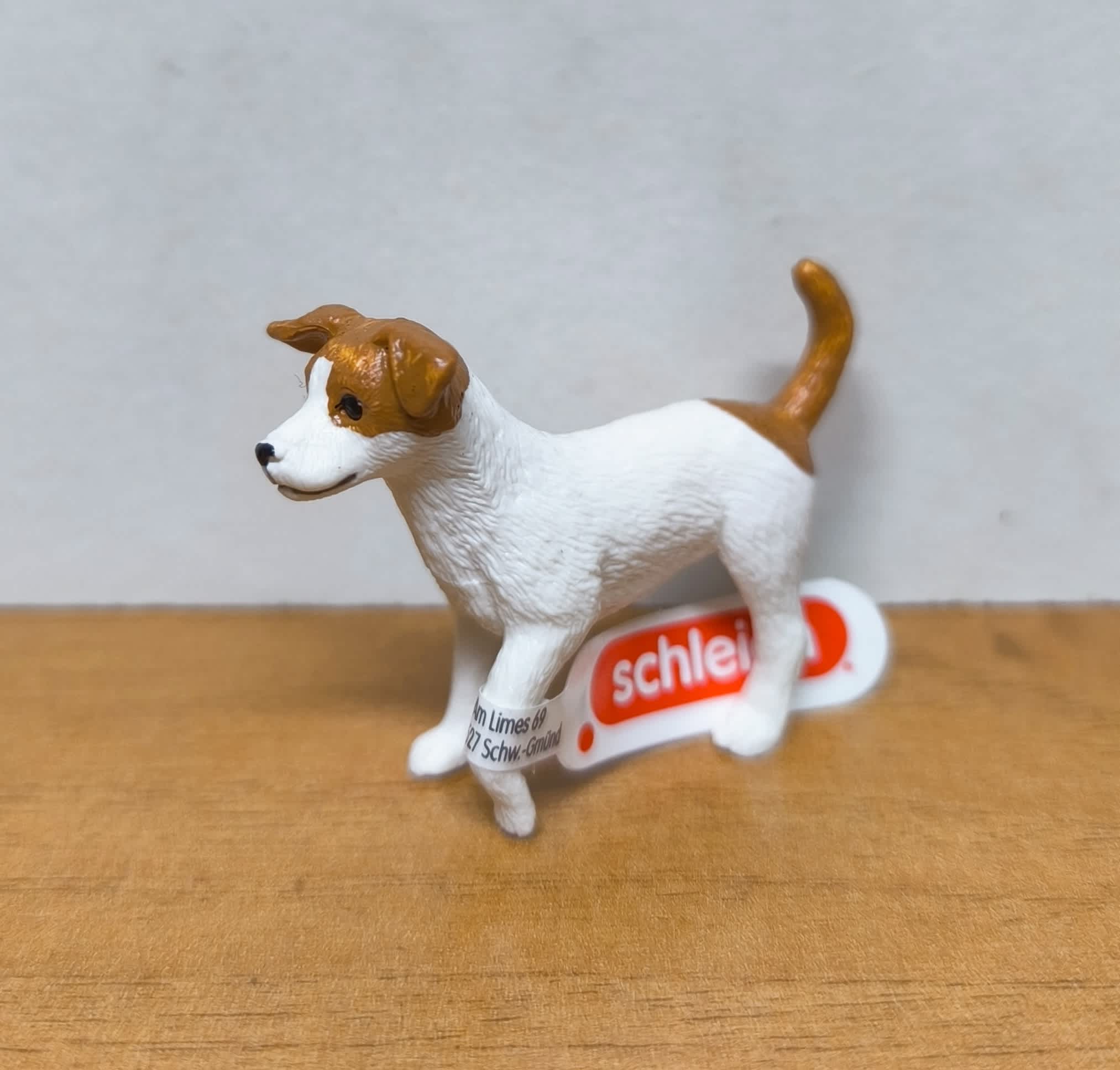 Jack Russell Terrier