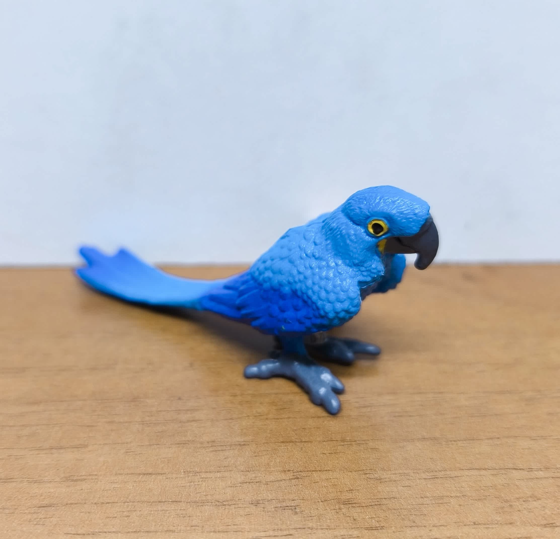 Guacamayo Jacinto
