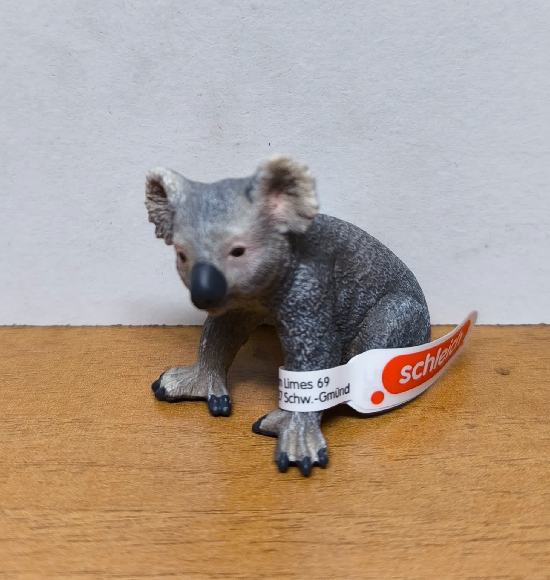 Koala macho