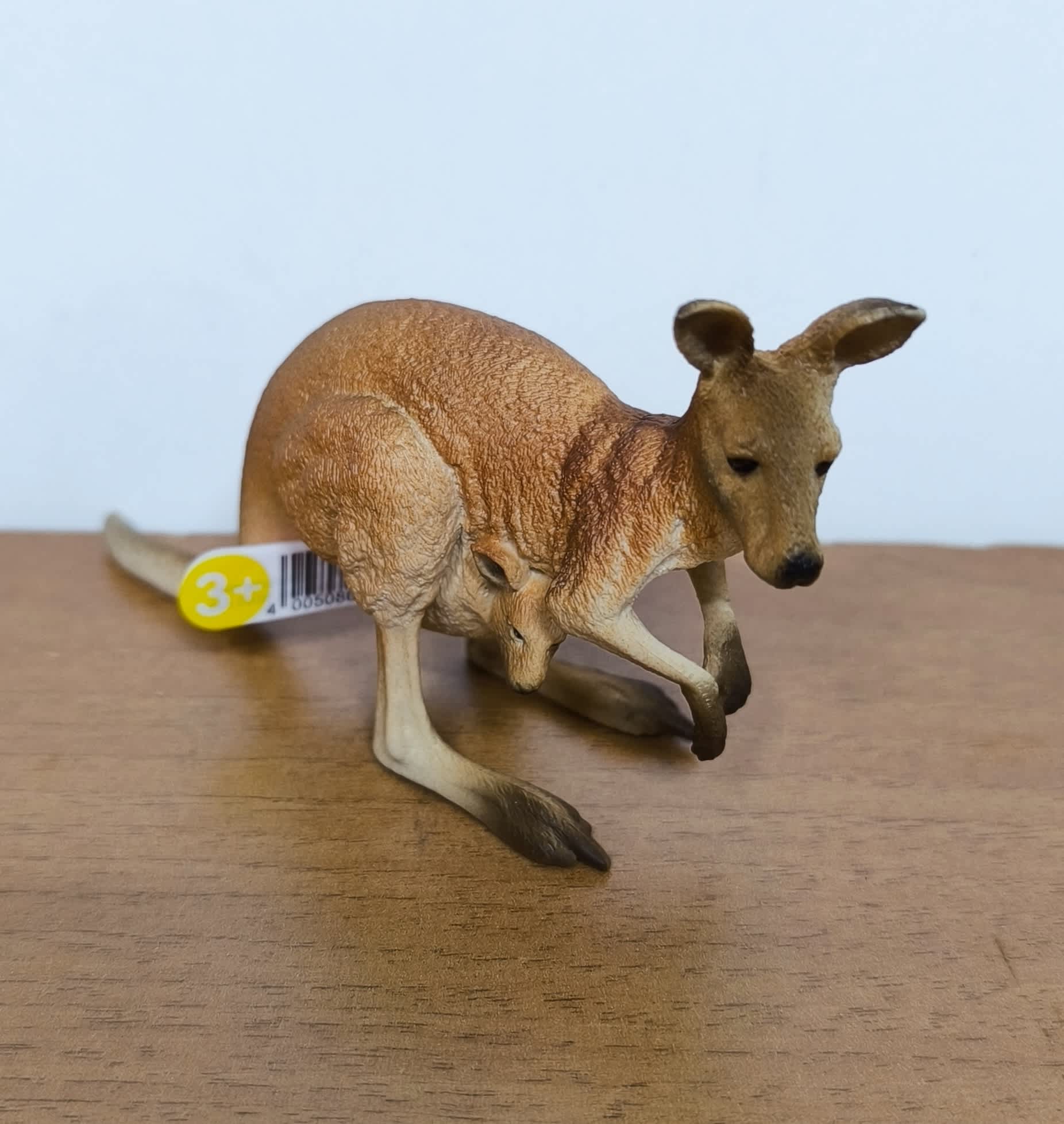 Canguro