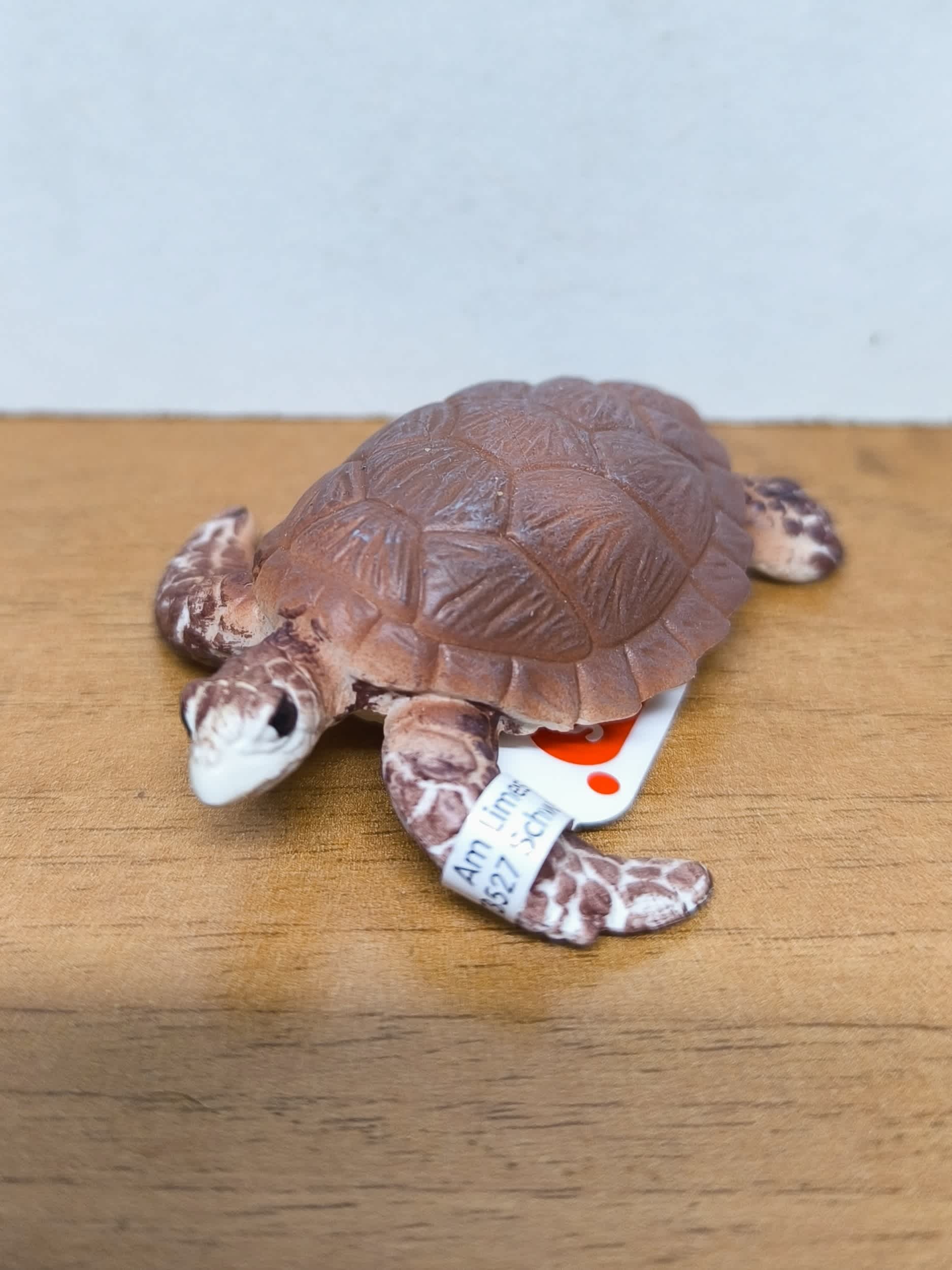 Tortuga Carey