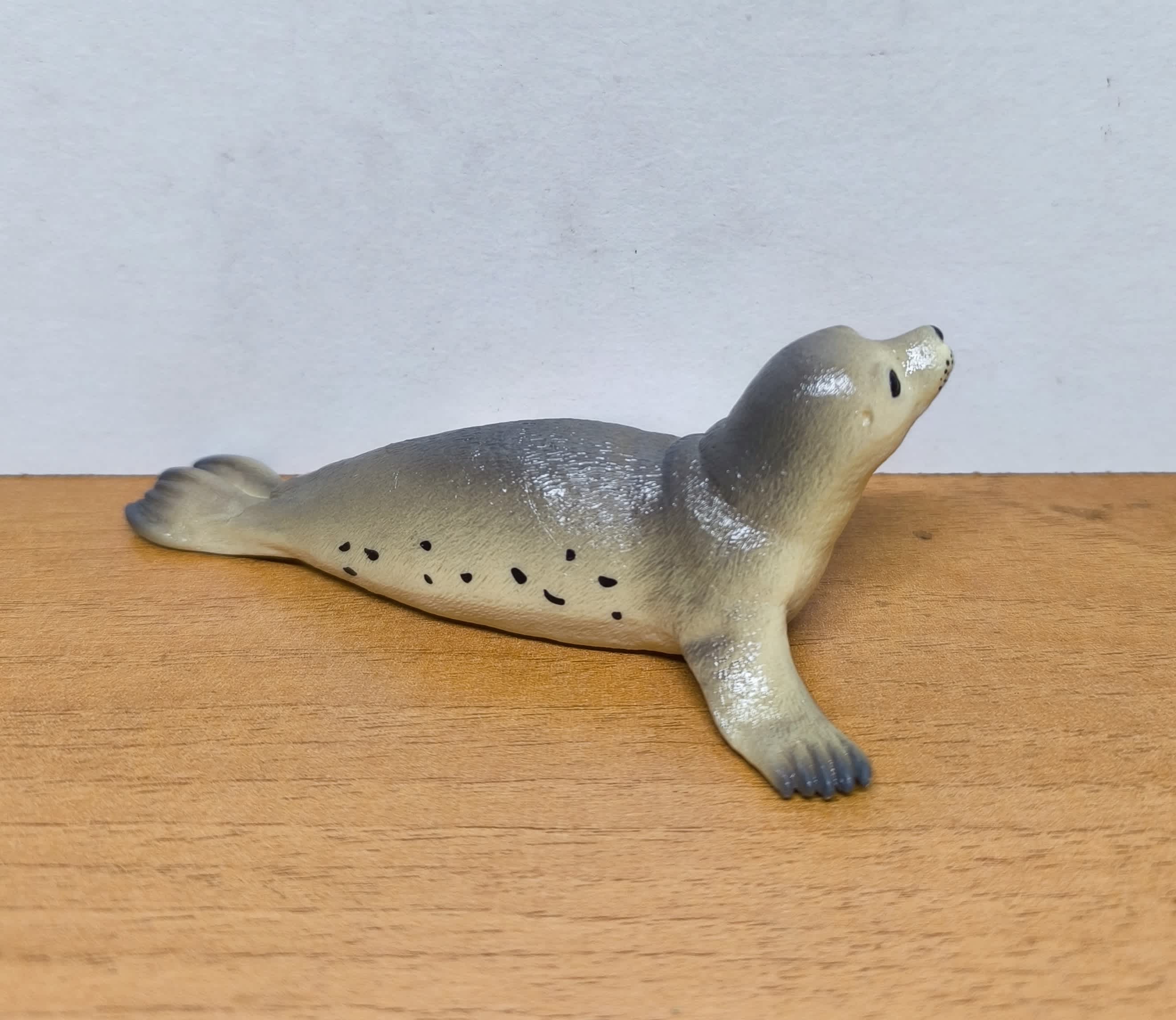 Foca