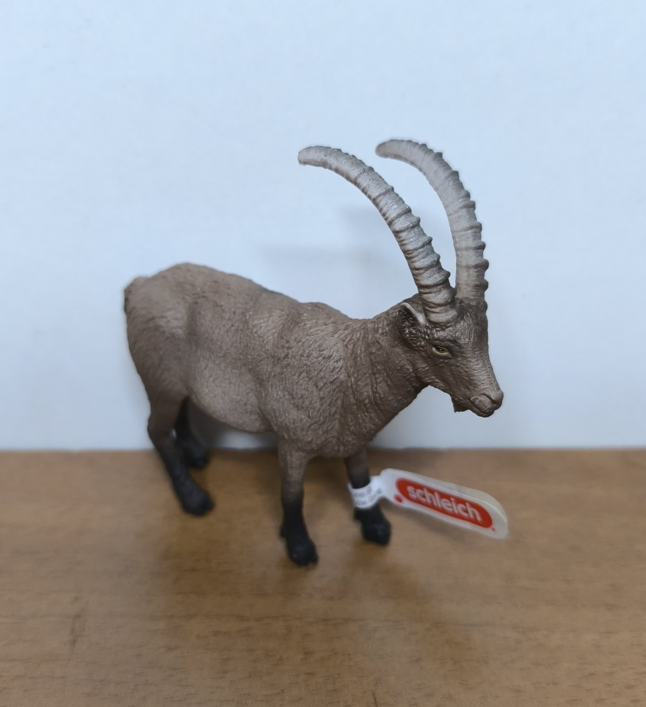 Cabrea montesa