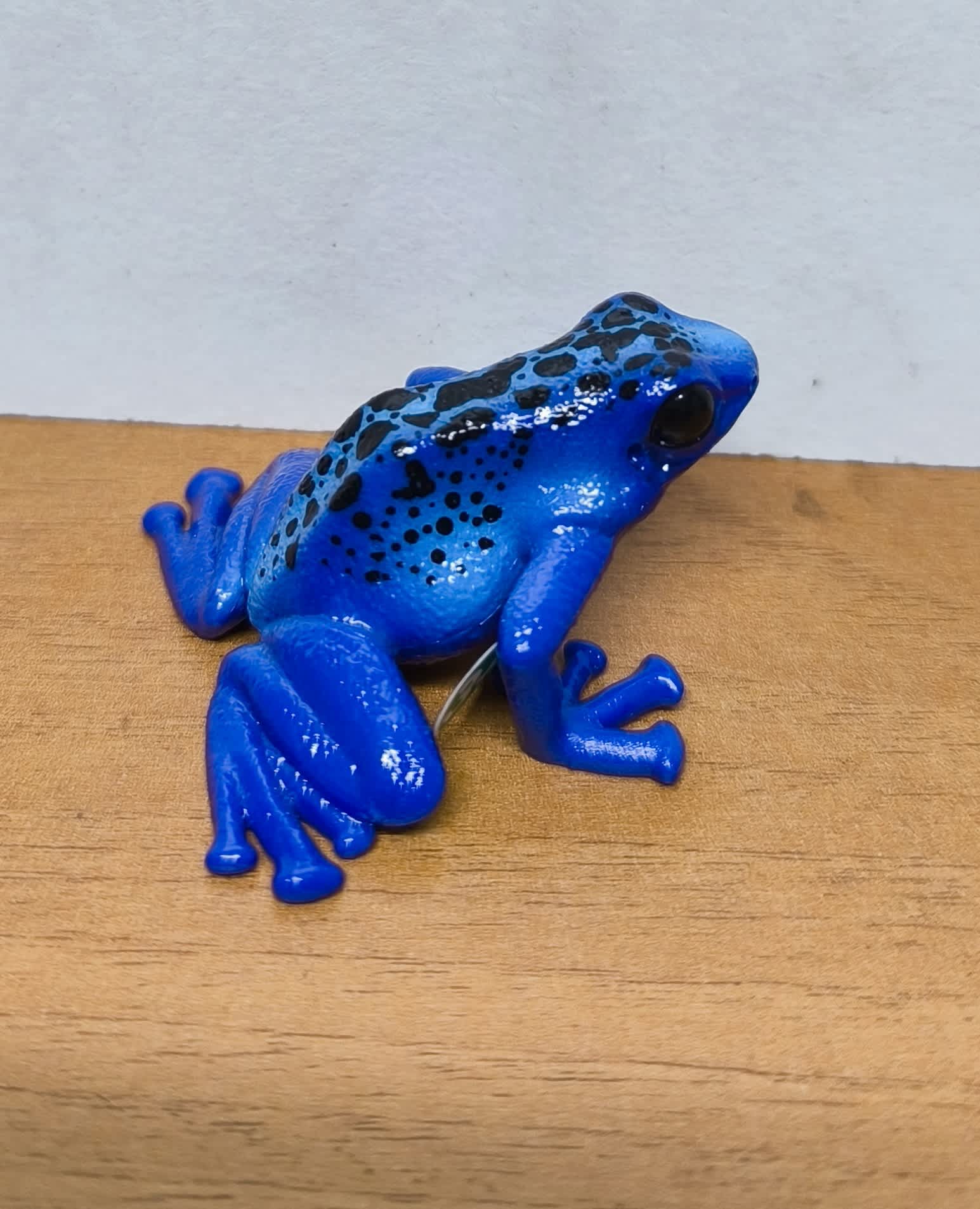 Rana flecha azul