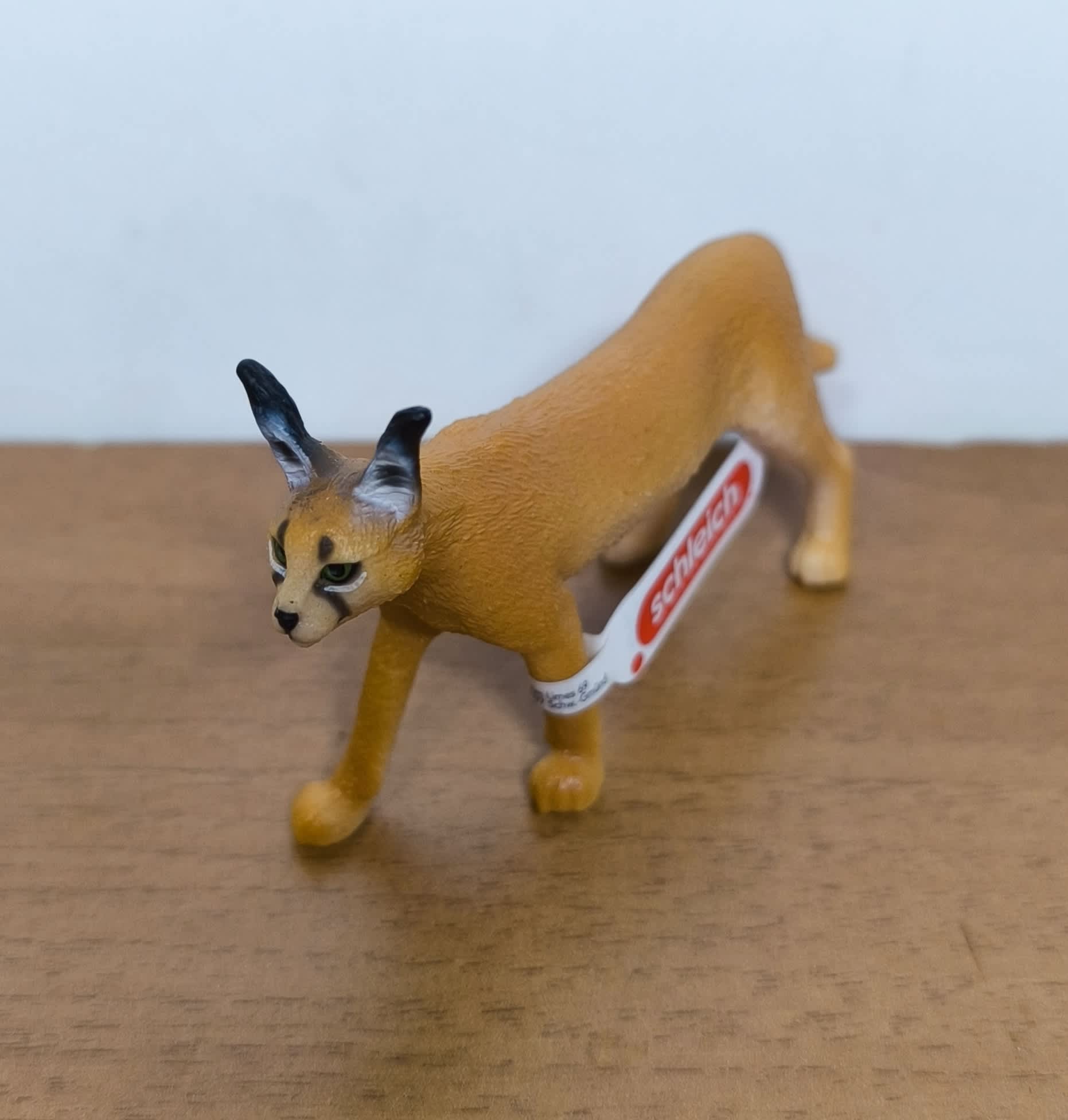 Caracal hembra