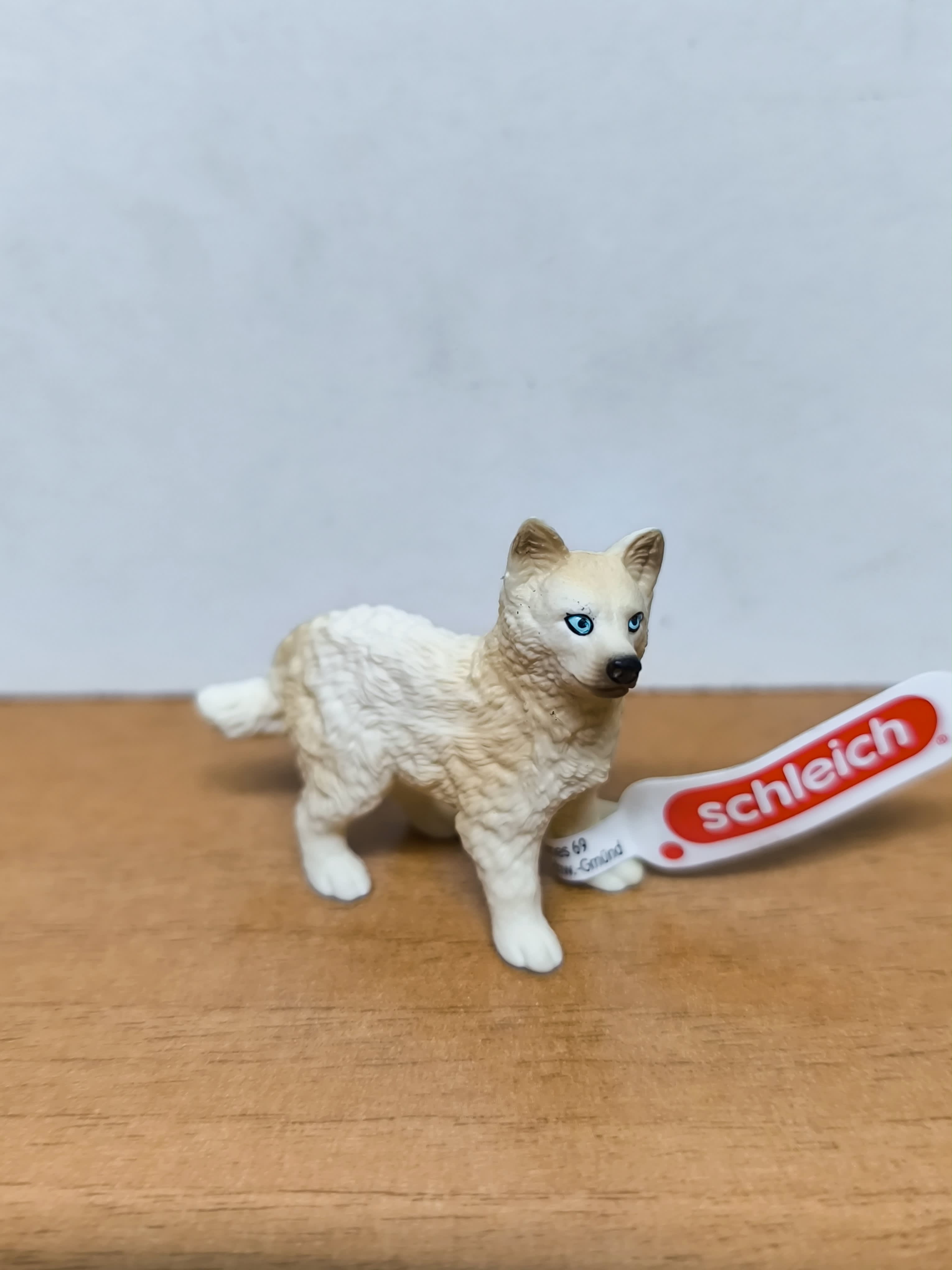 Cachorra de lobo ártico